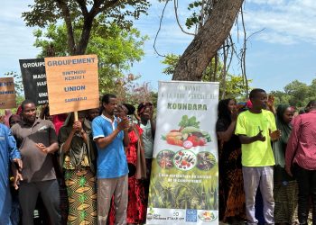 Koundara : réalisation de “sept forages solaires” pour intensifier la production agricole